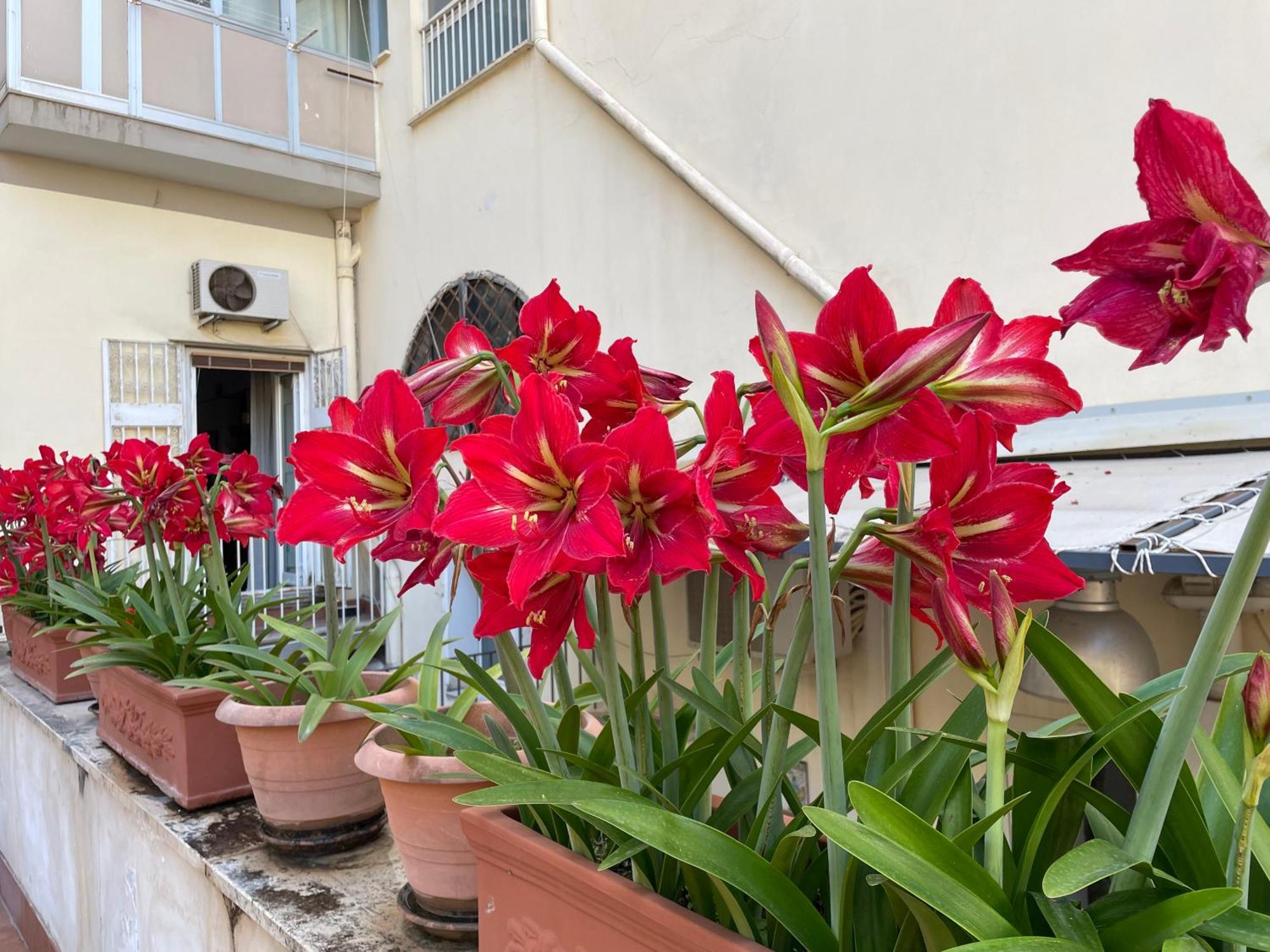 Appartamento Il Giglio Rosso Napoli Esterno foto